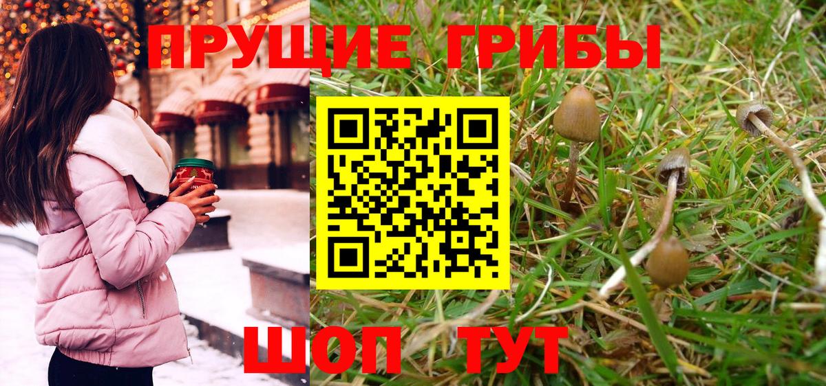 Псилоцибиновые грибы Psilocybine cubensis Тосно